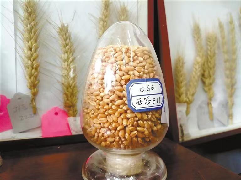 西農629與西農598 226萬元成功轉讓，推動小麥育種新突破