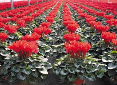 002041登海種業微跌1.15% 成果轉讓背景下的市場反應分析